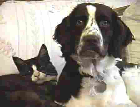 The English Springer Spaniel is a sporting dog for flushing birds. Charactered by long, drooping ears, a medium to long coat,  Springers are cheerful dogs with a sense of humor. They are affectionate, good with children and noisy with intruders. Howeverclick here for mor info ,  http://www.redwoodmatrix.net/ess/aee.htm 
 
